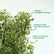 Aralia Verigated