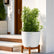 Aralia Verigated