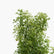 Aralia Verigated