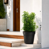 aralia variegated 