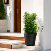 aralia variegated plant online