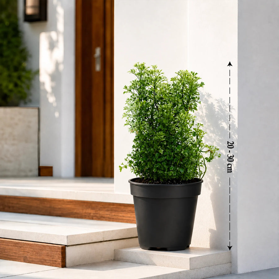 aralia variegated plant online