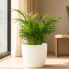 Areca Palm Miniature