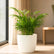 Areca Palm Miniature