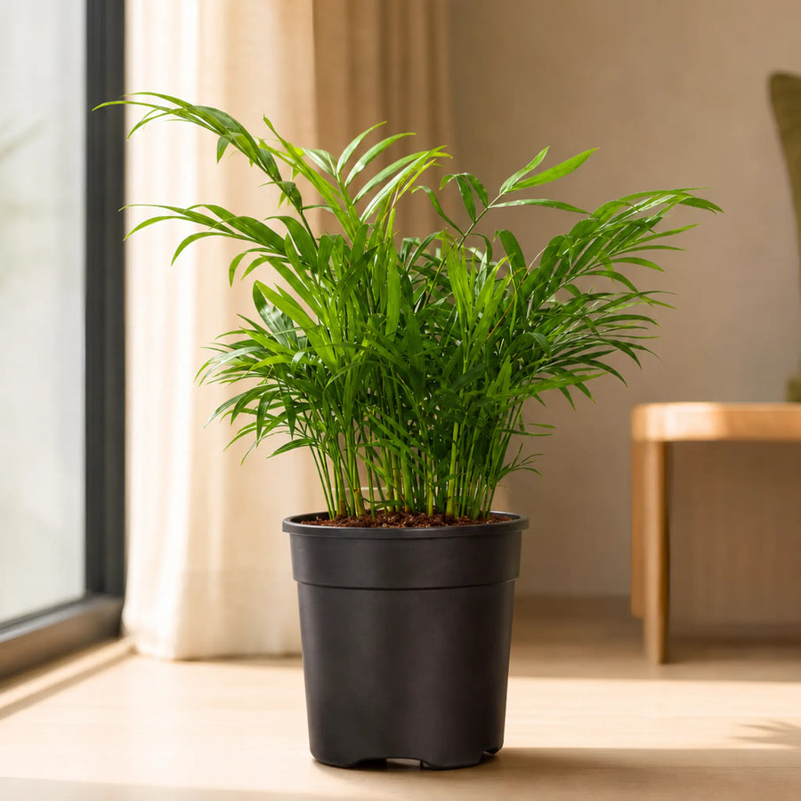 Areca Palm Miniature with pot