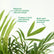 Areca Palm Miniature