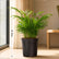 Areca Palm Miniature