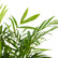 Areca Palm Miniature