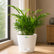 Areca Palm Miniature