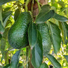 Avocado Lamb Hass