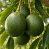 Avocado Reed