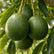 Avocado Reed