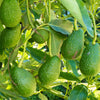 Tropical Avocado
