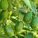 Tropical Avocado