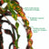 Baishnab Croton