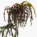 Baishnab Croton