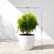 Ball Aralia