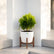 Ball Aralia