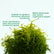 Ball Aralia