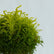 Ball Aralia