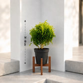 aralia ball plant online