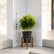 aralia ball plant online