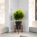 aralia ball plant with pot