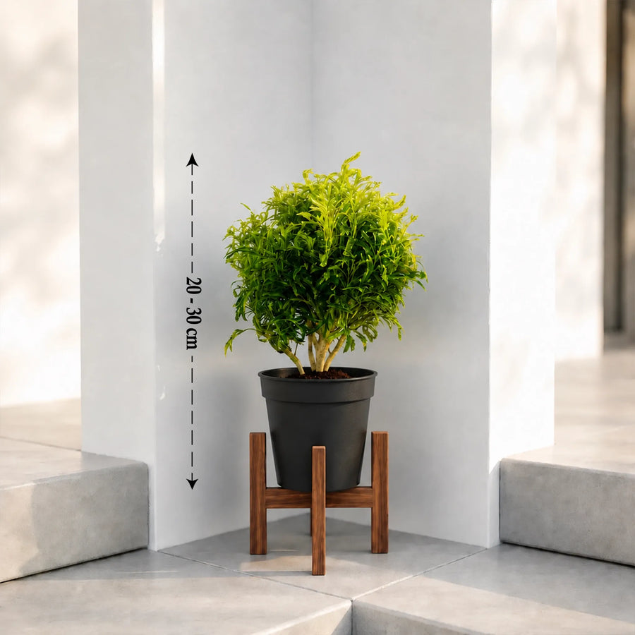 aralia ball plant with pot