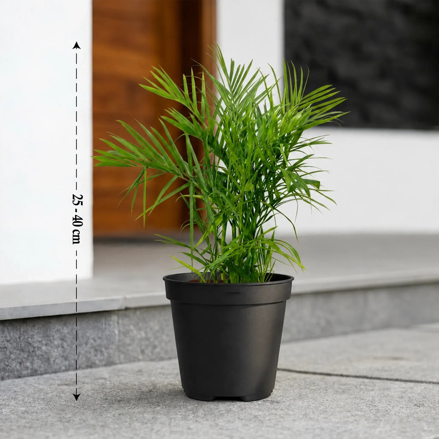 buy Bamboo Cane Palm online
