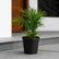 Bamboo Cane Palm