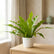 Bird Nest Fern
