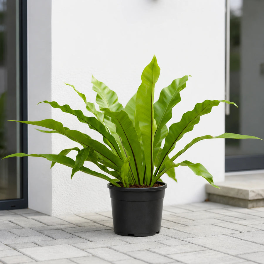 bird nest fern with pot