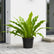 Bird Nest Fern