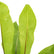 Bird Nest Fern