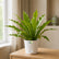 Bird Nest Fern