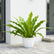 Bird Nest Fern