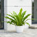 Bird Nest Fern