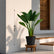 buy bird of paradise online