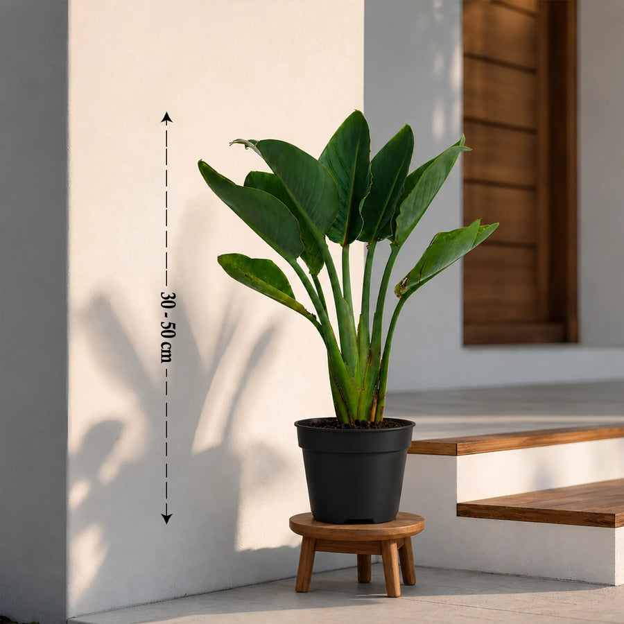 bird of paradise indoor plant
