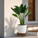 Bird of Paradise