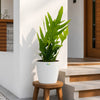 Blue Star Fern(Kangaroo Fern)