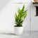 Blue Star Fern(Kangaroo Fern)