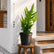 Blue Star Fern (Kangaroo Fern)