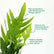 Blue Star Fern(Kangaroo Fern)