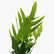 Blue Star Fern(Kangaroo Fern)