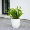 Boston Fern