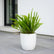 Boston Fern