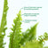 Boston Fern