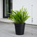 Boston Fern
