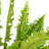 Boston Fern
